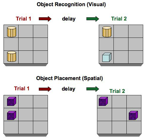 Cognitive Function Assays – Behavioral Core facility